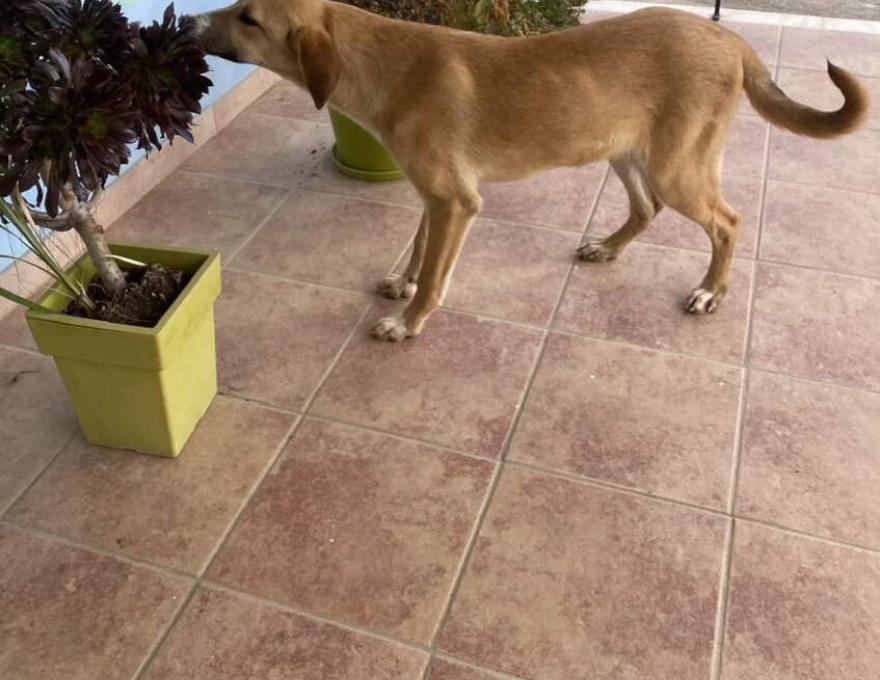 Δημοτικό Κτηνιατρείο4