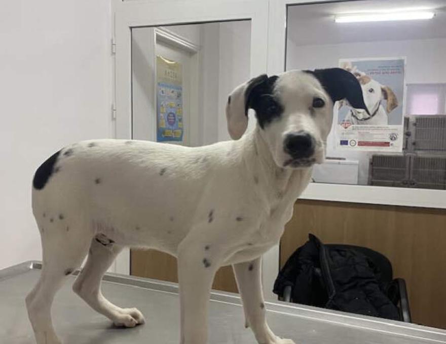 Δημοτικό Κτηνιατρείο2